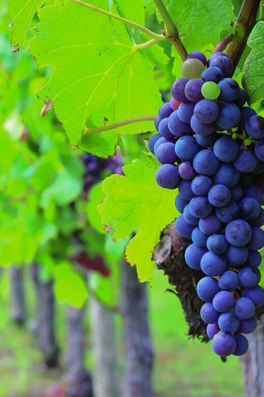 From Bordeaux: Full-Day Medoc Wine Tour - Exploring the Bordeaux Medoc Full-Day Wine Tour: An Honest Review