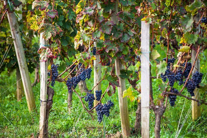 From Bordeaux: Saint-Émilion Half-Day Trip with Wine Tasting - Final Thoughts