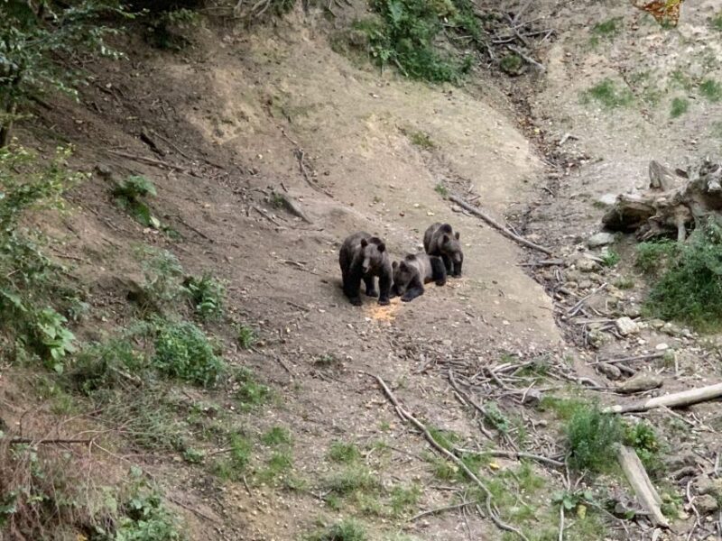 From Brasov: Bear Watching in the Wild ( 100 % ) - Logistics and Practicalities