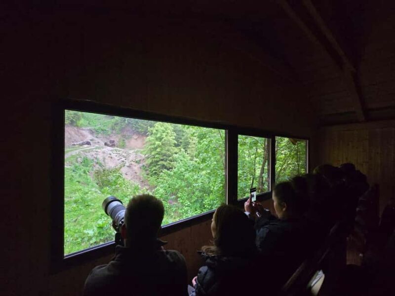 From Brasov: Bear Watching in the Wild ( 100 % ) - The Price and Value