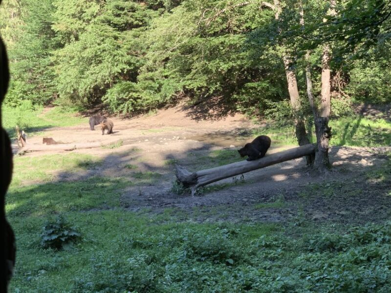 From Brasov: Bear Watching in the Wild ( 100 % ) - Final Thoughts: Who Should Consider This Tour?
