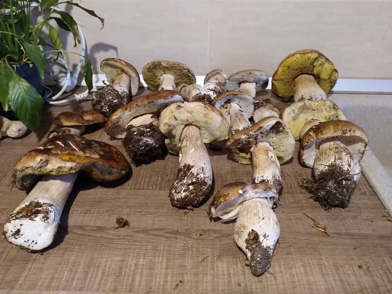 From Brasov: Half-Day Foraging Lesson - Key Points