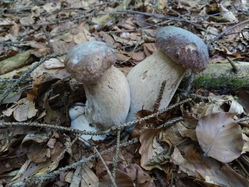 From Brasov: Half-Day Foraging Lesson - Exploring the Brasov Foraging Tour in Detail