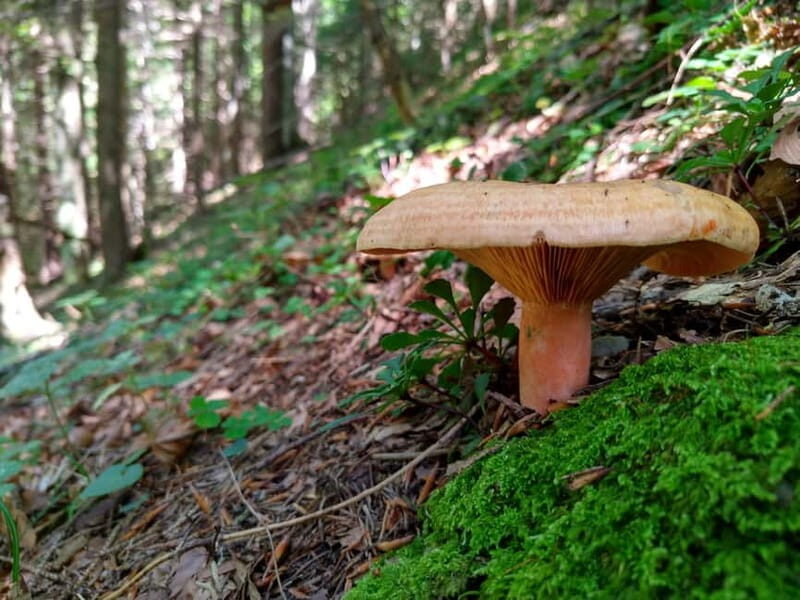 From Brasov: Half-Day Foraging Lesson - Frequently Asked Questions