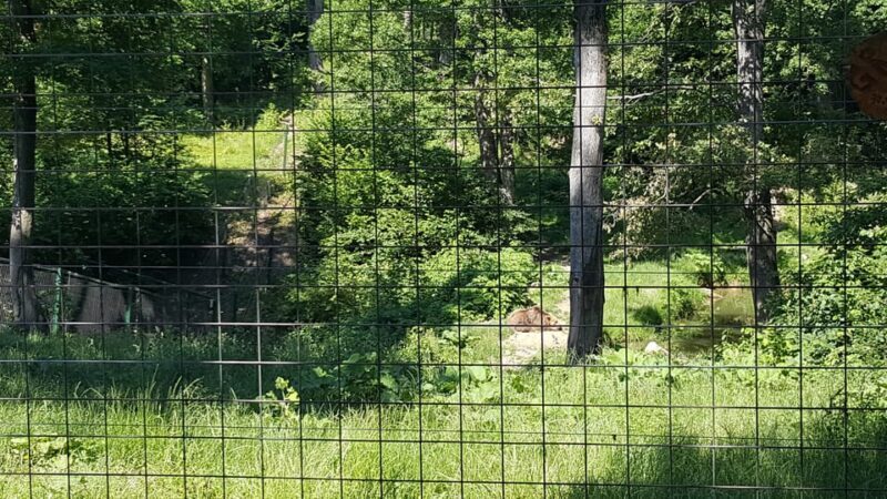 From Brasov: Libearty Bear Sanctuary Guided Tour - An Honest Look at the Libearty Bear Sanctuary Tour