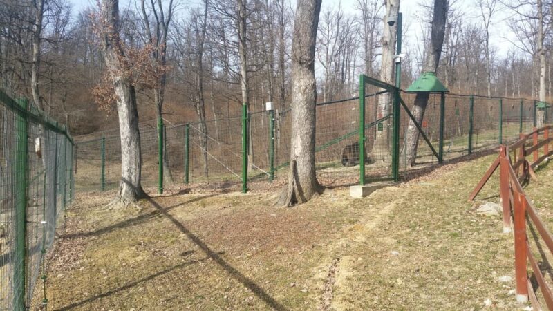 From Brasov: Libearty Bear Sanctuary Guided Tour - Final Thoughts