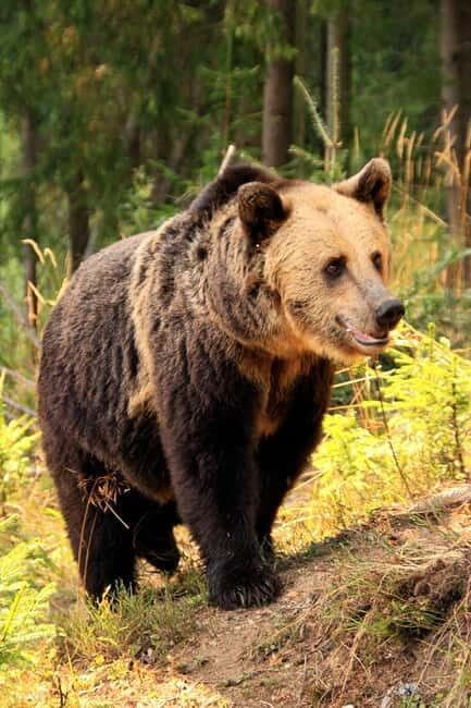 From Brasov: Small-Group Brown Bear Watching Tour - Key Points