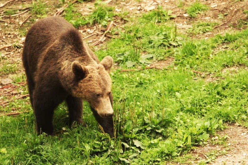 From Brasov: Small-Group Brown Bear Watching Tour - Exploring the Brown Bear Watching Tour in Detail