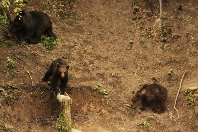 From Brasov: Small-Group Brown Bear Watching Tour - FAQ