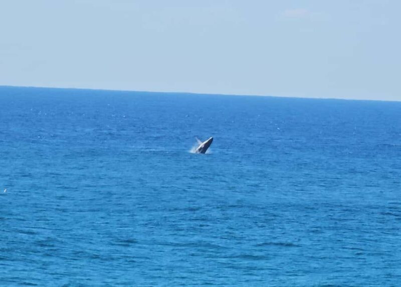 From Brisbane: North Stradbroke Island Wildlife Adventure - Considerations