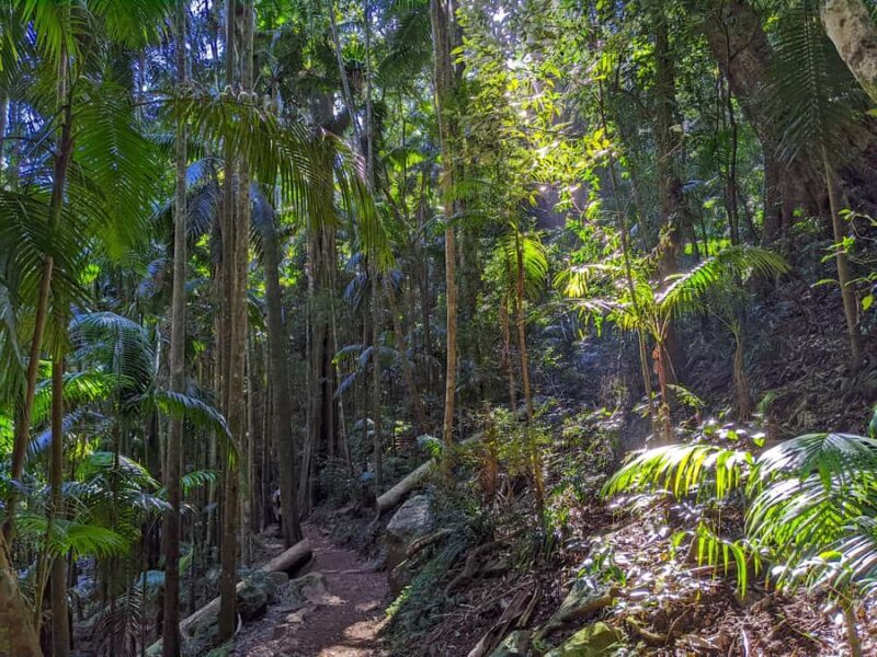 From Brisbane: Tamborine Mountain and Paradise Point Tour - Exploring the Gold Coast Hinterland