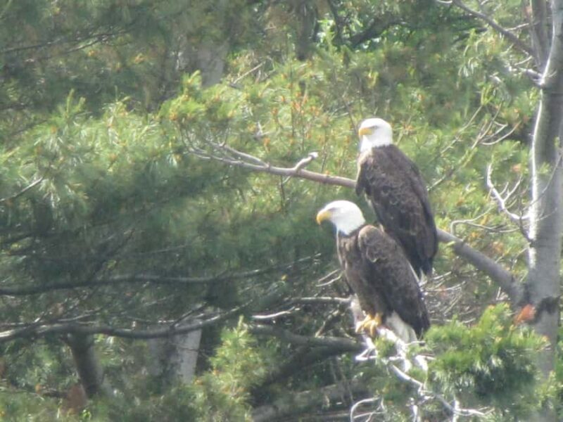 From Brockville: 1000 Islands 2.5-Hour Singer Castle Cruise - The Sum Up