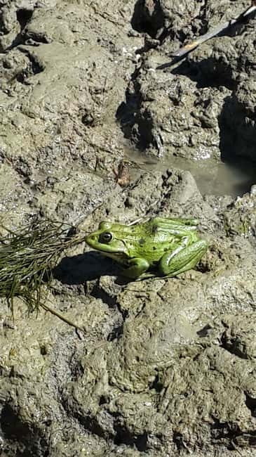 From Bucharest: 3-Day Danube Delta Birdwatching Private Tour - An Overview of the Experience