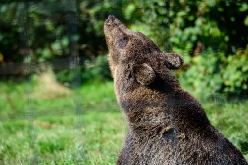 From Bucharest: Bear Sanctuary and Dracula Castle Day Tour - Key Points