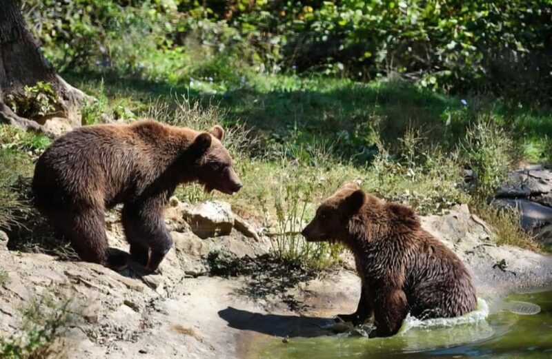 From Bucharest: Bears Sanctuary&Rasnov Fortress Private tour - Frequently Asked Questions