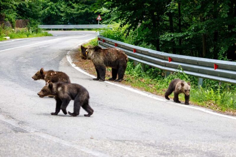 From Bucharest: Fgra Mountains and Bear Watching Tour - FAQs
