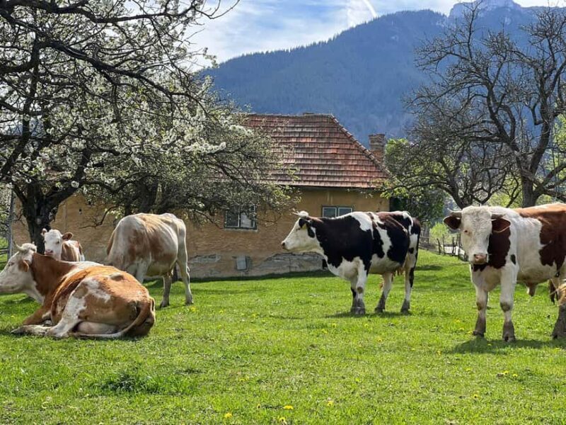 From Bucharest: Off-Road Tour in the Carpathian Mountains - Pros and Cons at a Glance