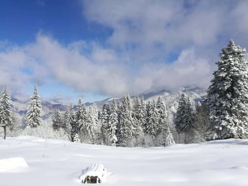 From Bucharest: Snowmobile Tour in the Carpathian Mountains - The Snowmobiling & Vehicles: Seasonality and Options