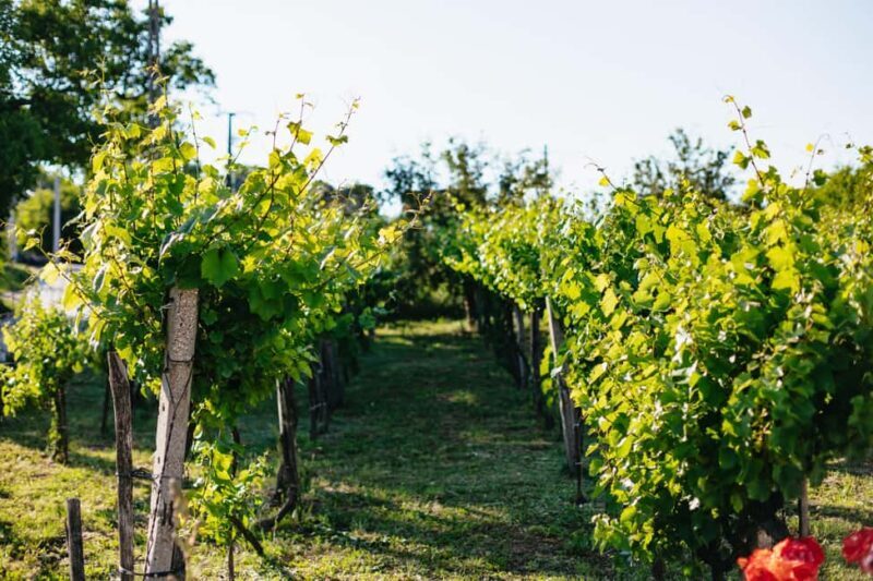 From Budapest: Half-Day Countryside Wine Tour with Meal - Wrapping It Up
