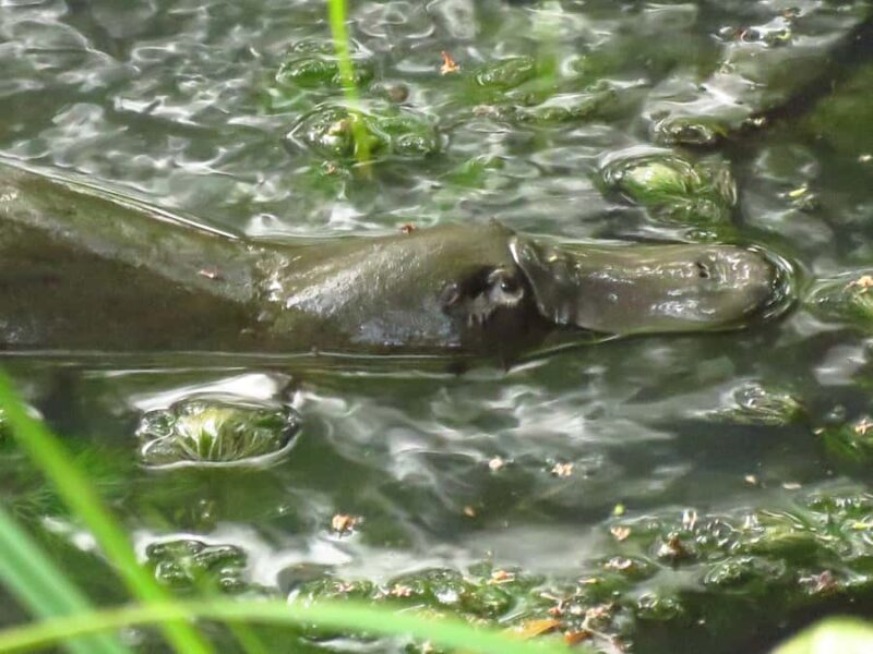 From Byron Bay: Platypus Spotting Walk - An Honest Look at the Experience