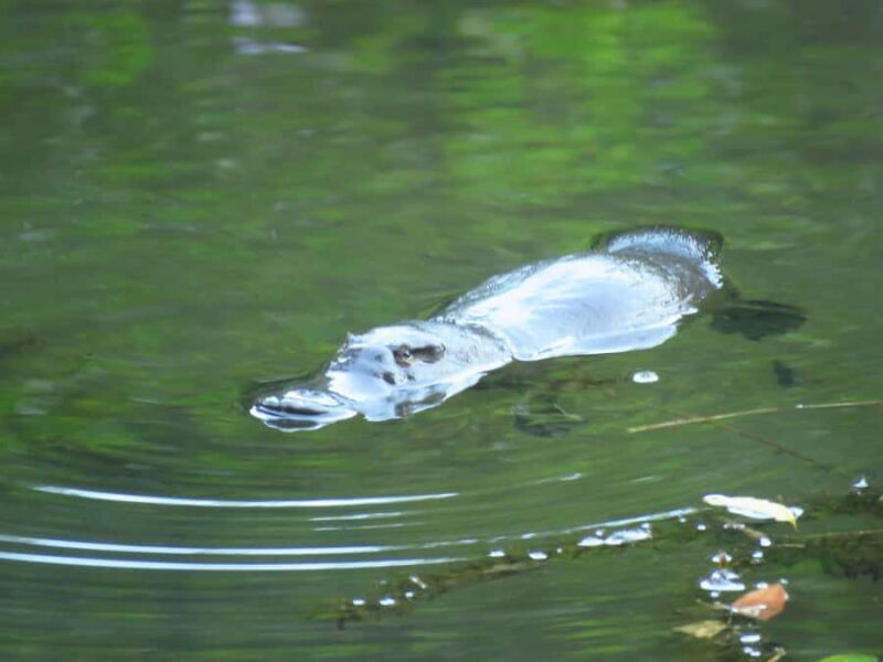 From Byron Bay: Platypus Spotting Walk - Who Should Consider This Tour?