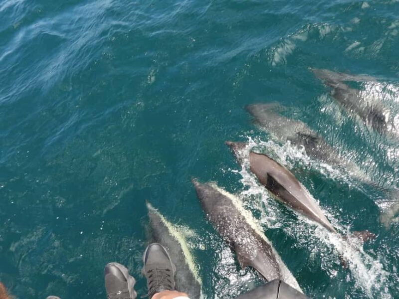 From Cádiz Bay: Tarifa Dolphin Watching Tour - An Honest Look at the Dolphin Watching Tour