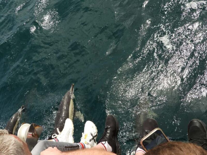 From Cádiz Bay: Tarifa Dolphin Watching Tour - FAQ