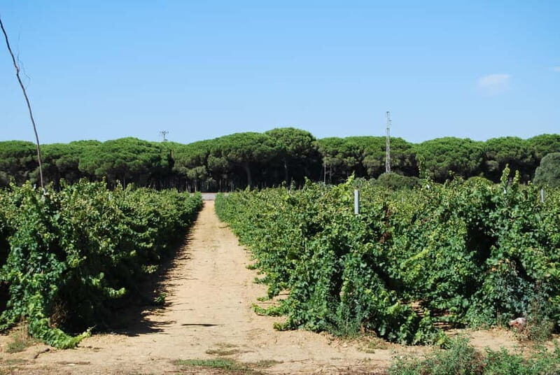 From Cádiz: Chiclana de la Frontera Winery Tour with Lunch - An In-Depth Look at the Experience