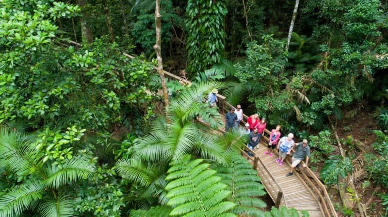 From Cairns: Daintree Rainforest & Cape Tribulation 4WD Tour - A Deep Dive into the Daintree & Cape Tribulation 4WD Tour