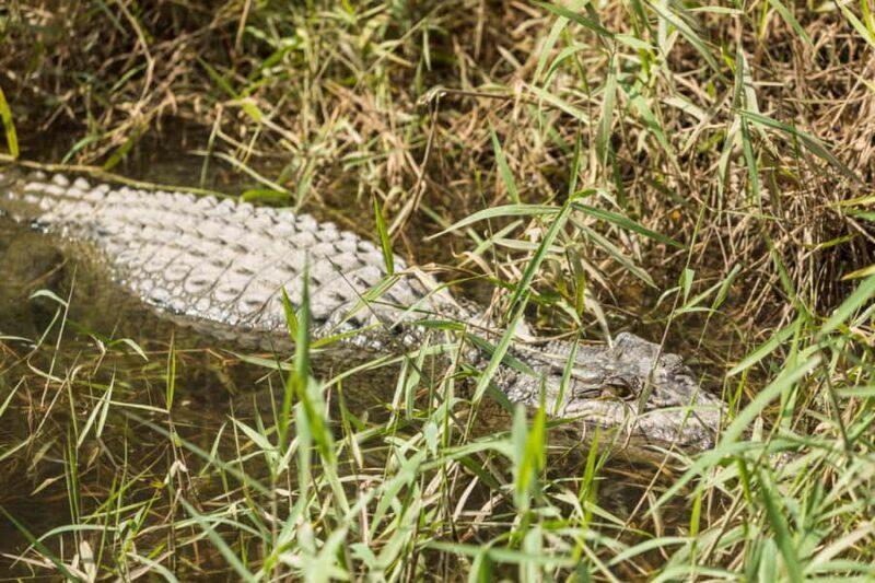 From Cairns: Daintree Rainforest & Cape Tribulation 4WD Tour - The Bottom Line