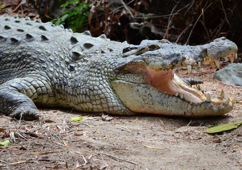 From Cairns: Daintree Wilderness & Cape Tribulation Bus Tour - Wildlife Encounters and the River Cruise