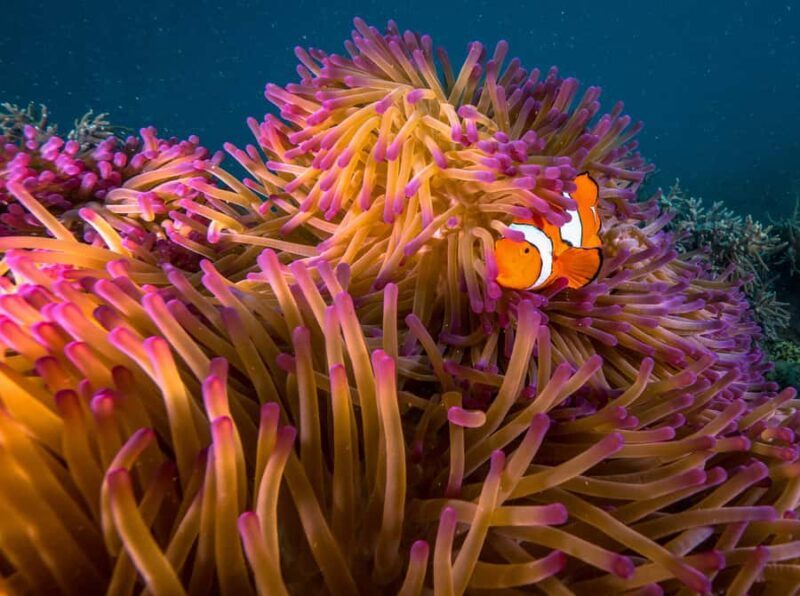 From Cairns: Fitzroy Island Day Trip by Ferry - FAQs