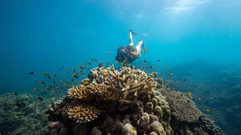 From Cairns: Frankland Island All-Inclusive Day Tour - A Complete Breakdown of the Tour Experience