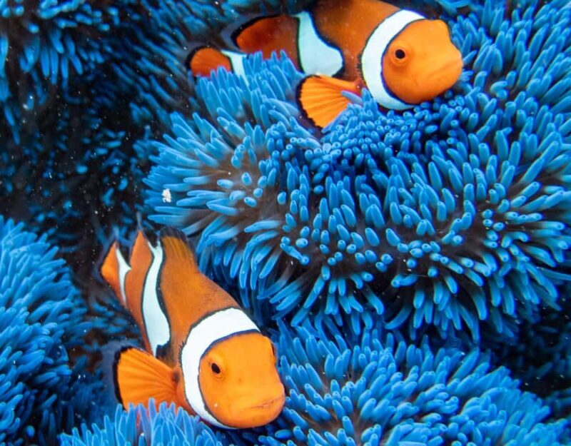 From Cairns: Frankland Islands Express Tour - An Overview of the Tour