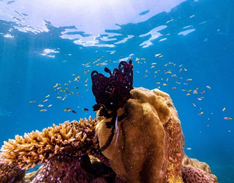 From Cairns: Frankland Islands Express Tour - Potential Downsides