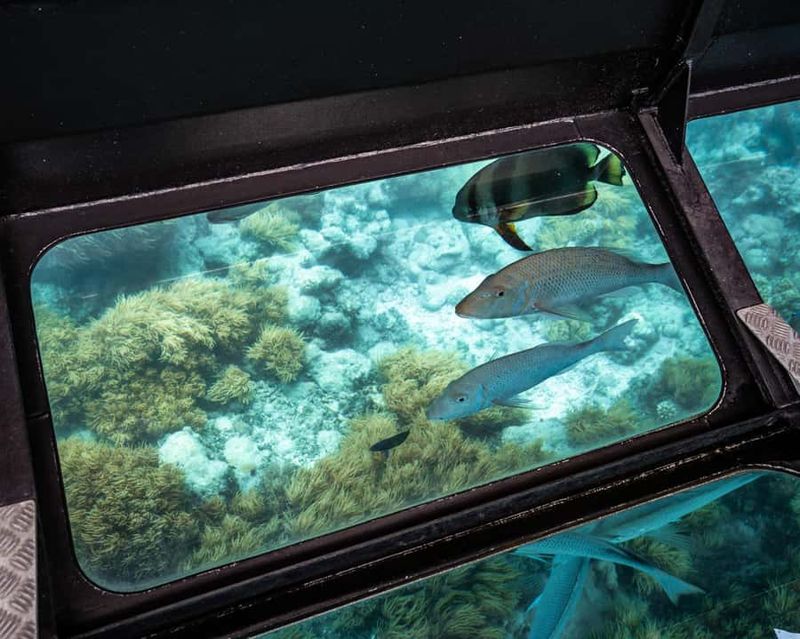 From Cairns: Full-Day Green Island Cruise - Glass-bottom boat vs semi-submarine: choose your comfort level