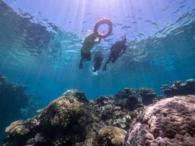 From Cairns: Great Barrier Reef Cruise by Premium Catamaran - Who Should Consider This Tour?