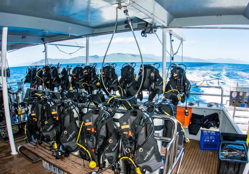 From Cairns: Great Barrier Reef Cruise by Premium Catamaran - Marine Expert Talks: Educational, But Not Lectur-y