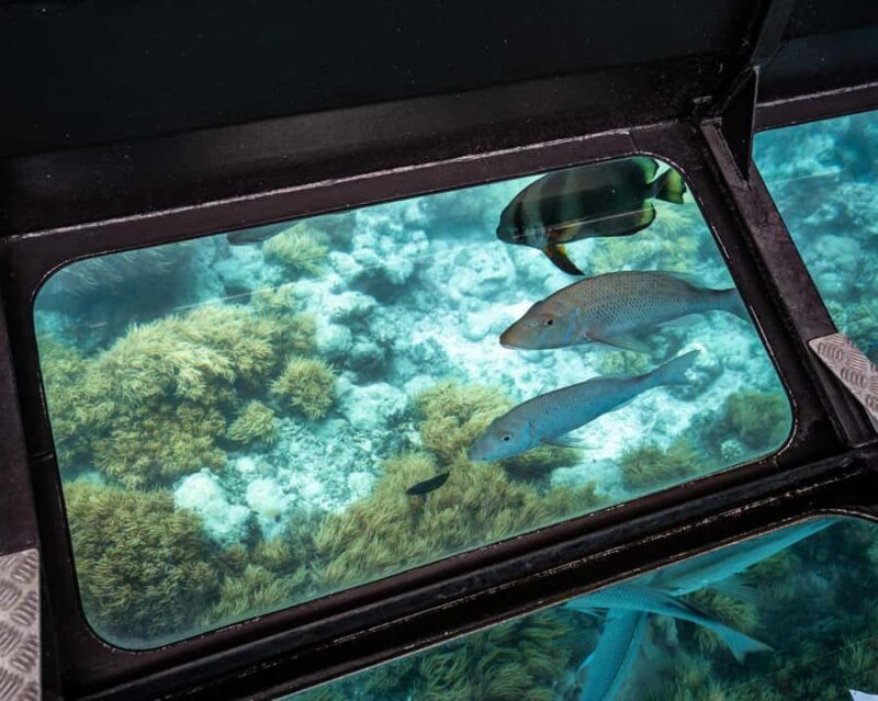 From Cairns: Green Island Half-Day Morning Cruise - Who’s It Best For?