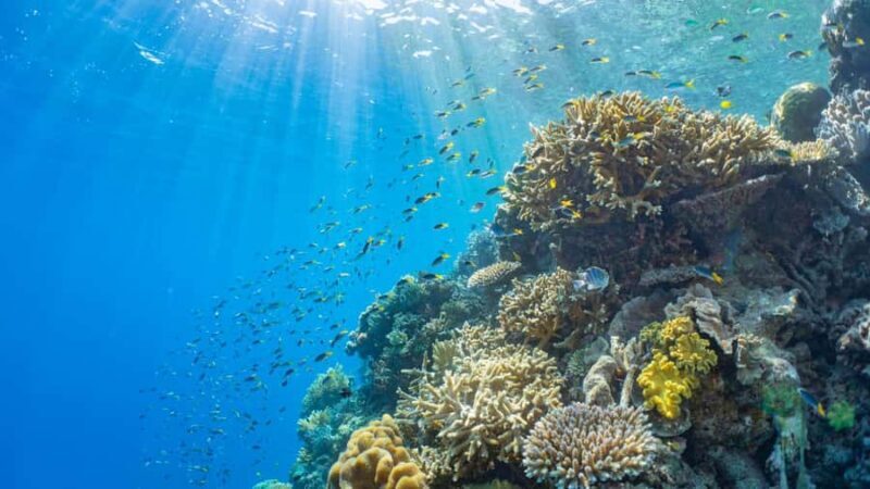 From Cairns: Moore Reef, Fitzroy Island Tour with Helicopter - Frequently Asked Questions