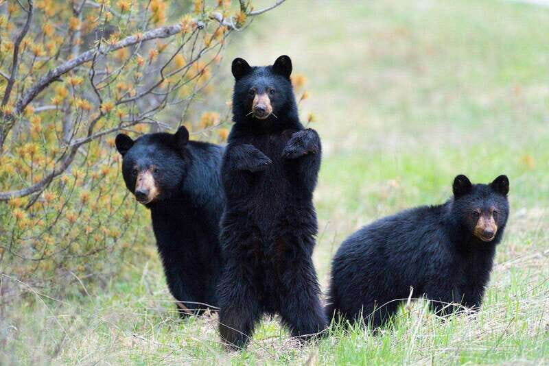 From Calgary: Banff, Moraine Lake and Lake Louise Tour - Who Will Love This Tour?