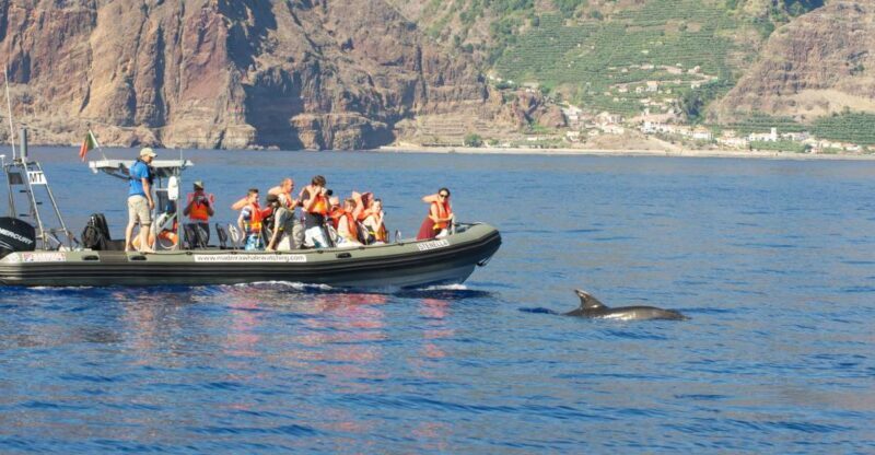 From Calheta: Madeira Whale and Dolphin Watching Boat Tour - What to Expect on the Madeira Whale and Dolphin Watching Tour