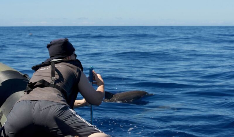From Calheta: Madeira Whale and Dolphin Watching Boat Tour - Who Should Consider This Tour?
