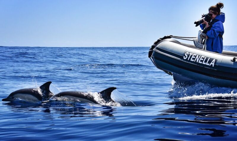 From Calheta: Madeira Whale and Dolphin Watching Boat Tour - Frequently Asked Questions