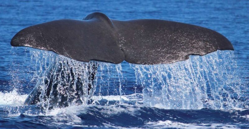 From Calheta: Whale and Dolphin Watching RIB Boat Tour - FAQs