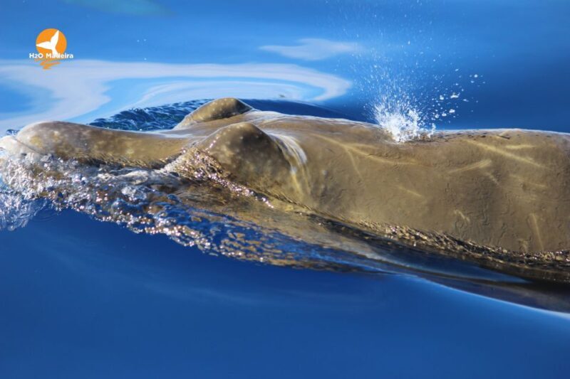 From Calheta: Whale and Dolphin Watching RIB Boat Tour - Final Thoughts