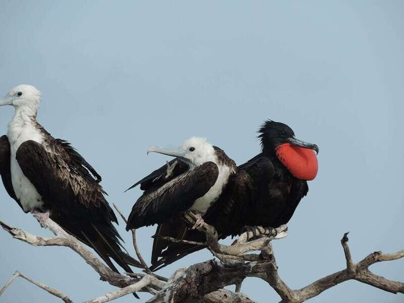 From Campeche: Isla Aguada Dolphin Encounter Tour - The Sum Up