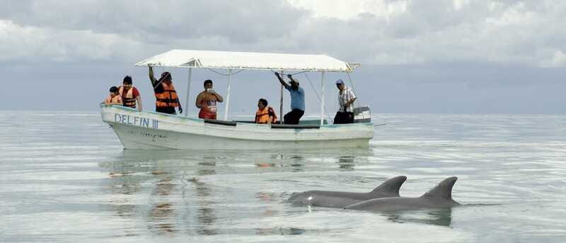 From Campeche: Isla Aguada Dolphin Encounter Tour - FAQ