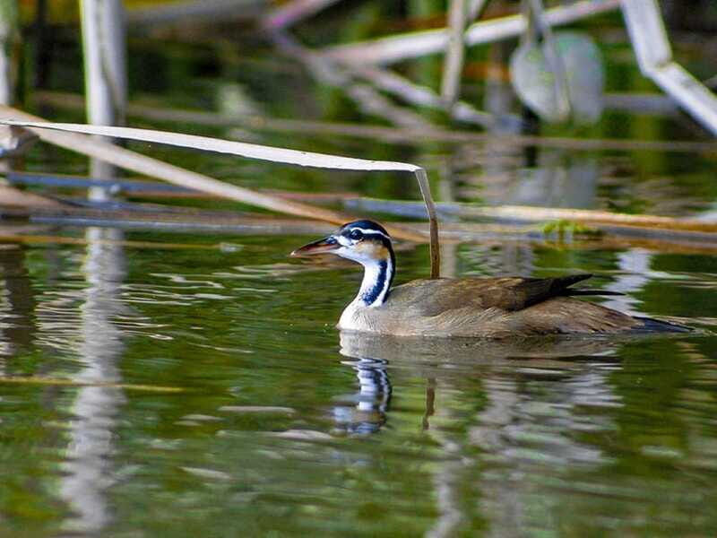 From Campeche: Mamantel River Tour - FAQ