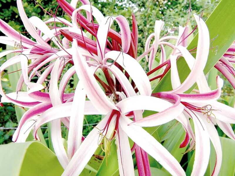 From Campeche: Miguel Colorado Cenotes Tour - FAQs